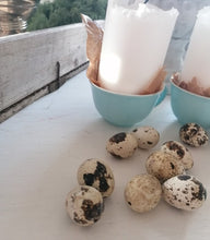 Indlæs billede til gallerivisning Vagtleæg