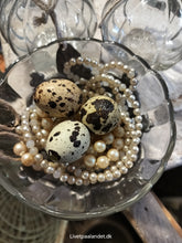 Indlæs billede til gallerivisning Vagtleæg