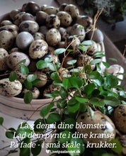 Indlæs billede til gallerivisning Vagtleæg