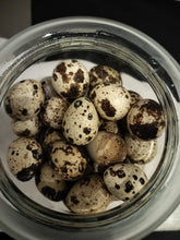 Indlæs billede til gallerivisning Vagtleæg