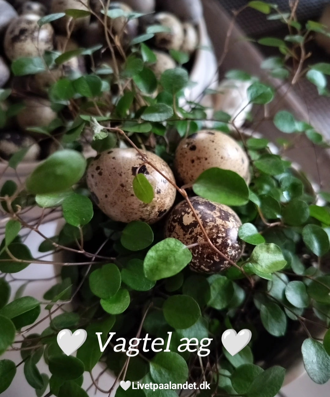 Vagtleæg