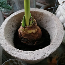 Indlæs billede til gallerivisning Cement - blomster / urtepotte - rund
