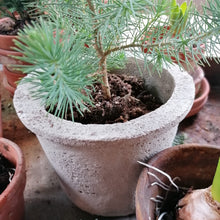 Indlæs billede til gallerivisning Cement - blomster / urtepotte - rund
